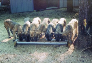 Puppies at the trough
